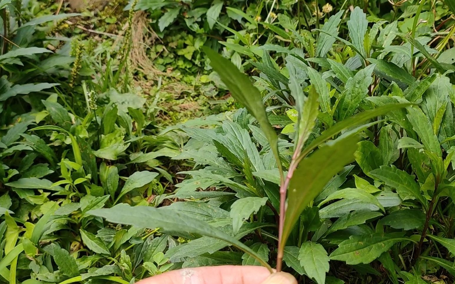 高山马兰头是马兰科属最好的一种,鲜嫩爽口营养丰富,你们那有吗哔哩哔哩bilibili