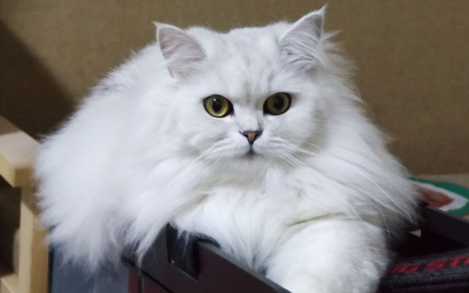 活动  [可爱猫猫]长毛银渐层