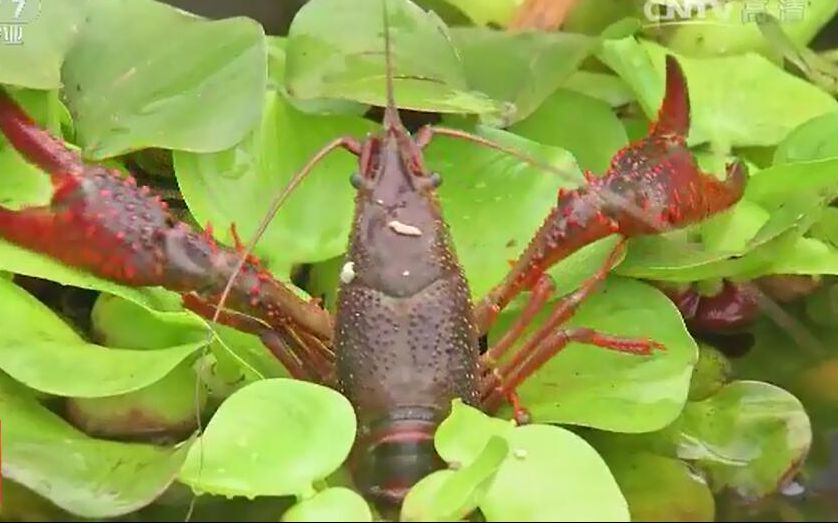 [图]和天敌住在一起的小龙虾