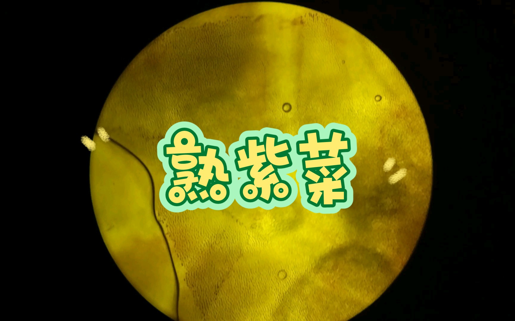 显微镜—熟紫菜