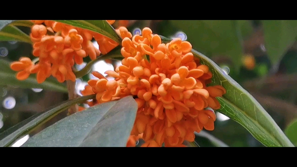 [图]又落一场桂花雨，落花无意空漫雨，几多离别自叹息