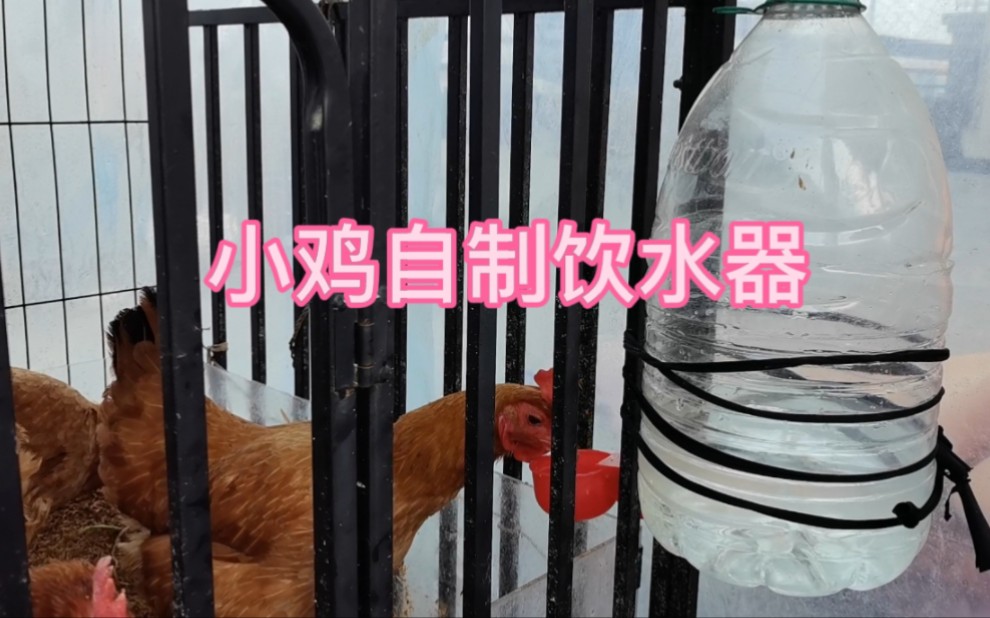 小鸡自动饮水器制作图片