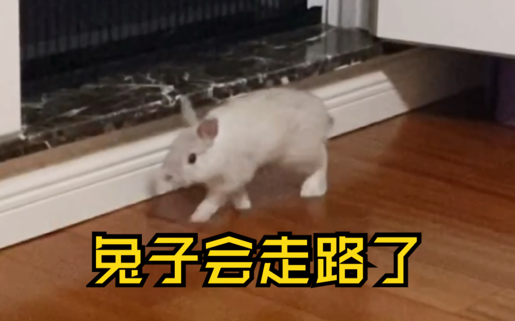 笑死,兔子居然会走路了_哔哩哔哩_bilibili