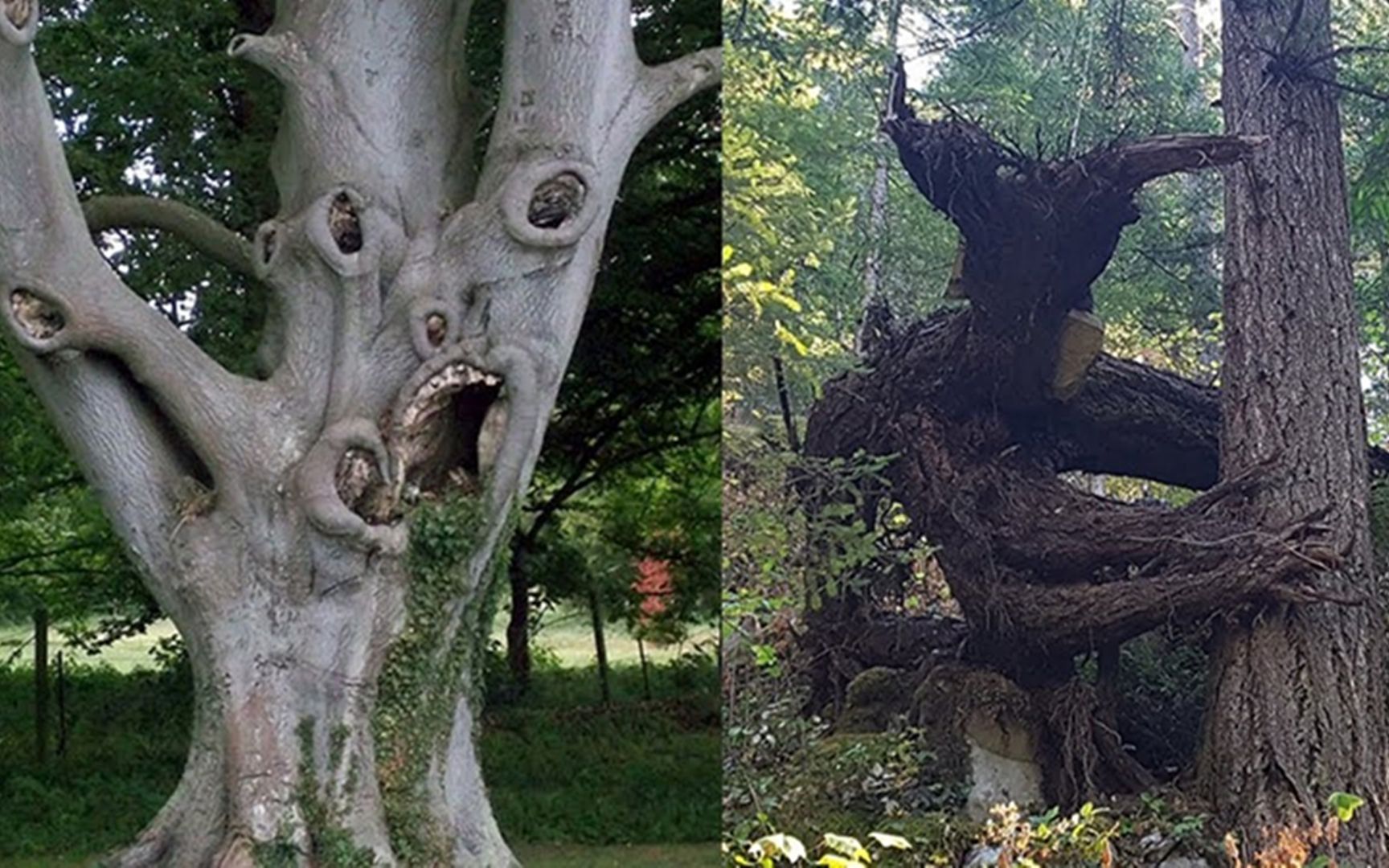 成精了,五棵造型奇特的大树,长得太放肆了!