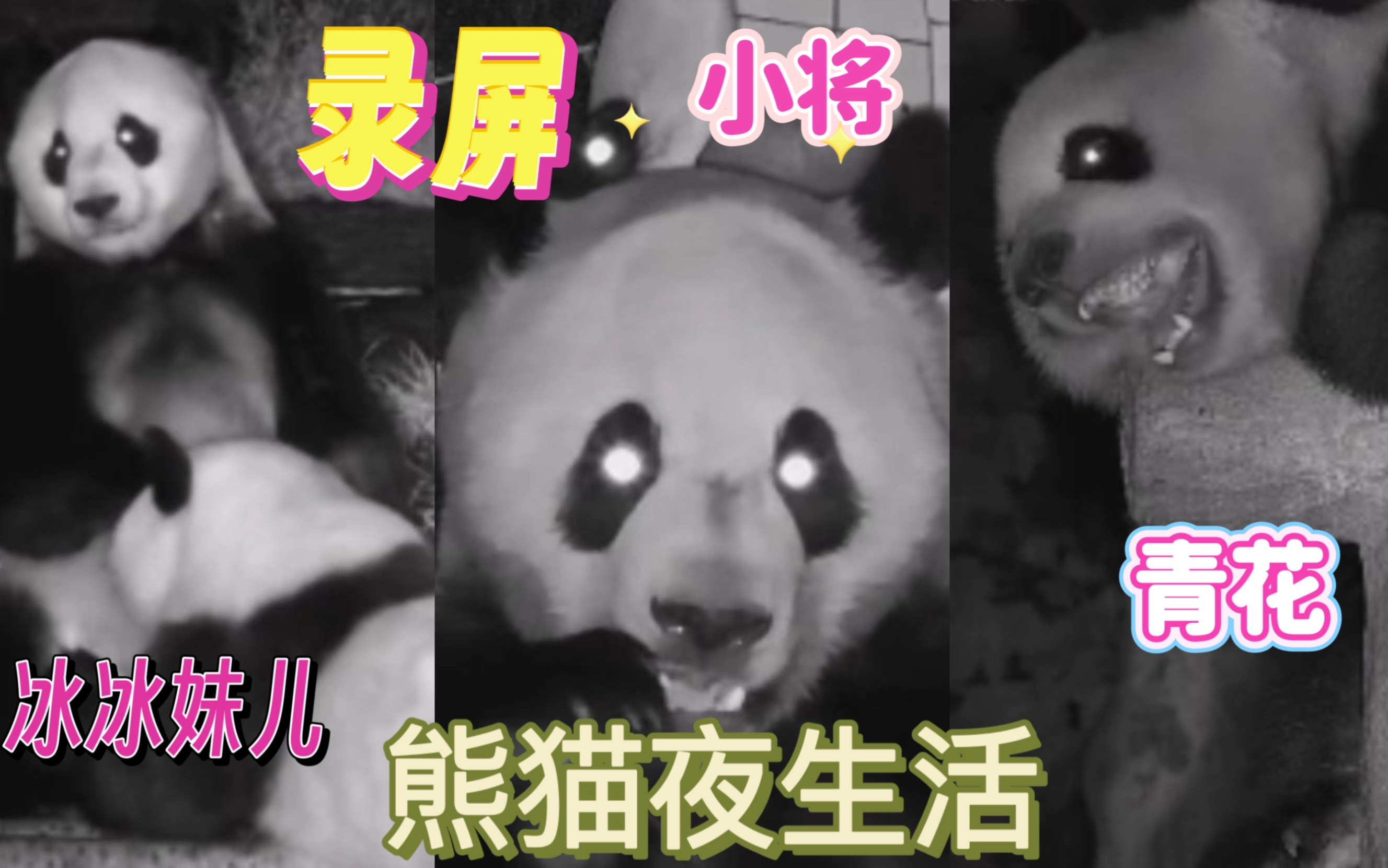 8.23pandaful 夜播录屏熊猫夜生活,胖妹妹可可爱爱睡觉,小将拉了吃吃了还拉不出来,无奈的妹儿奶完娃还要被费哔哩哔哩bilibili