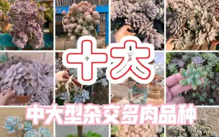 大型多肉植物 哔哩哔哩 Bilibili