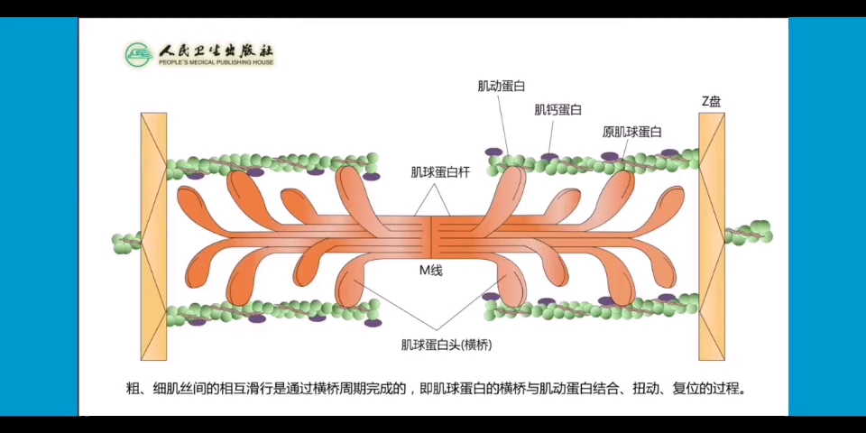 [图]【生理学】肌丝滑行的过程