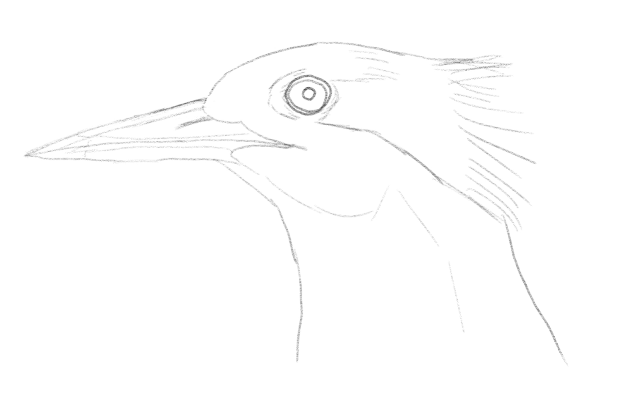 【瞎吉尔画】撸一只中华凤头燕鸥