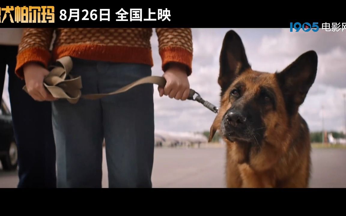 [图]预告｜总有生命为治愈你而来！电影《忠犬帕尔玛》曝终极预告