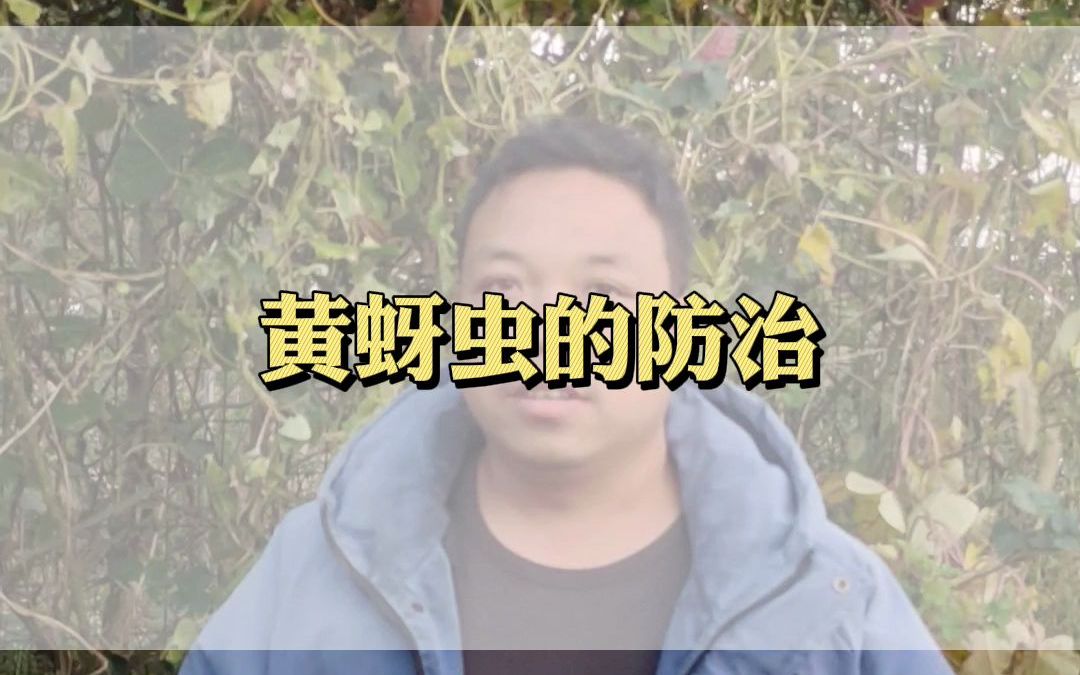 蚜虫怎么治?哔哩哔哩bilibili