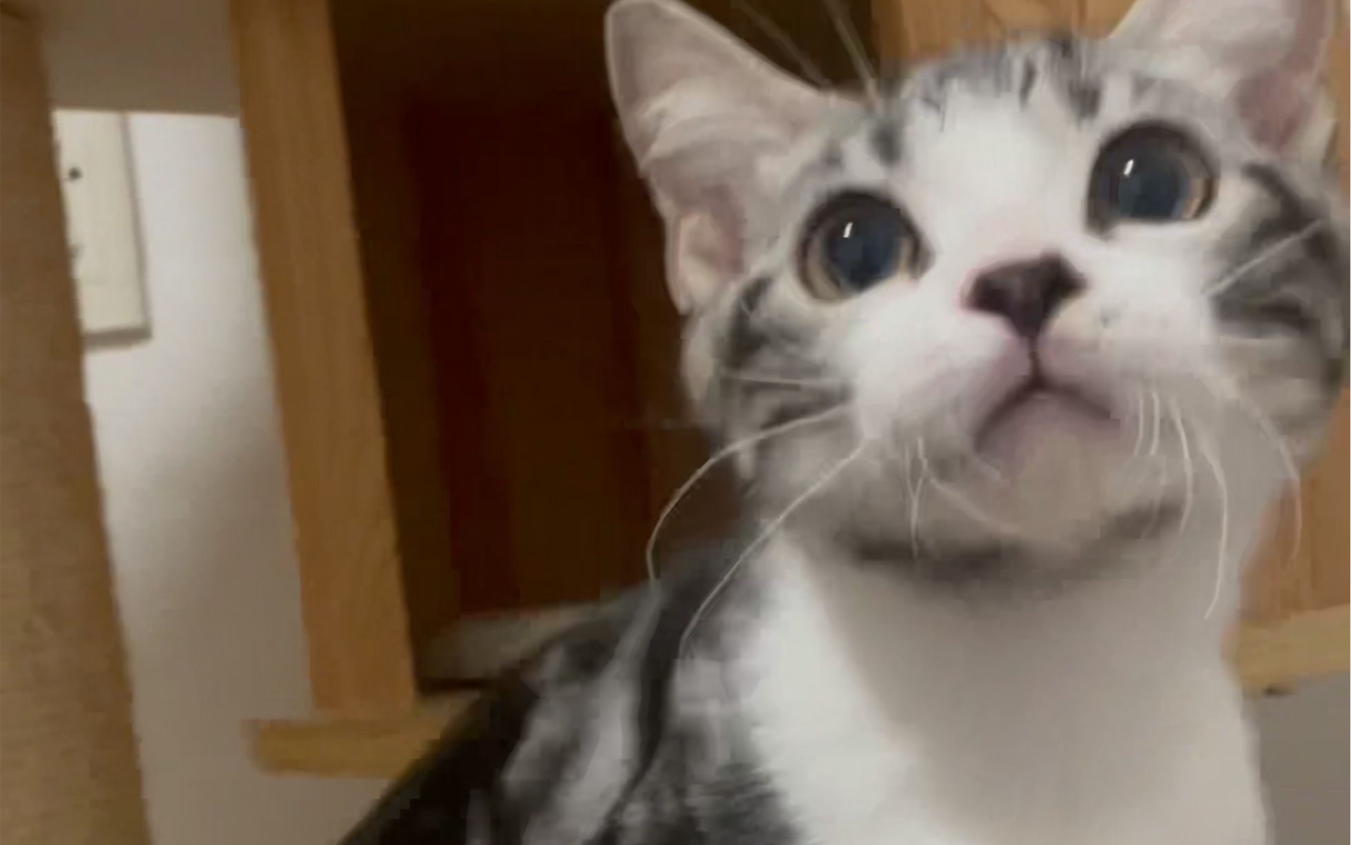 美短加白 美短客服猫 美国短毛猫 cfa美短猫舍 美短起司猫咪