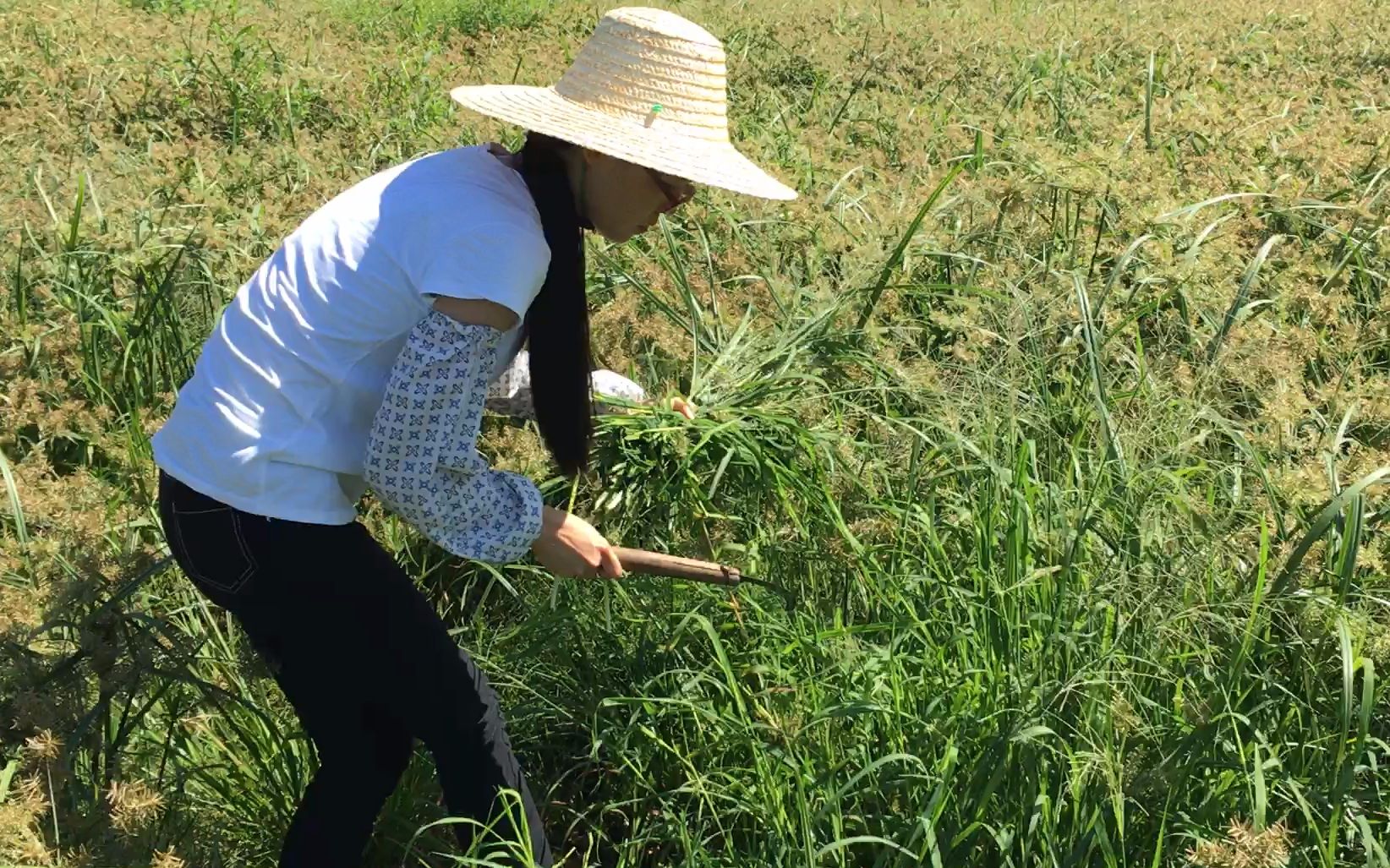 农村女孩独自割鱼草,不怕苦不怕累,满满一麻包袋,家里的鱼这会有"口福