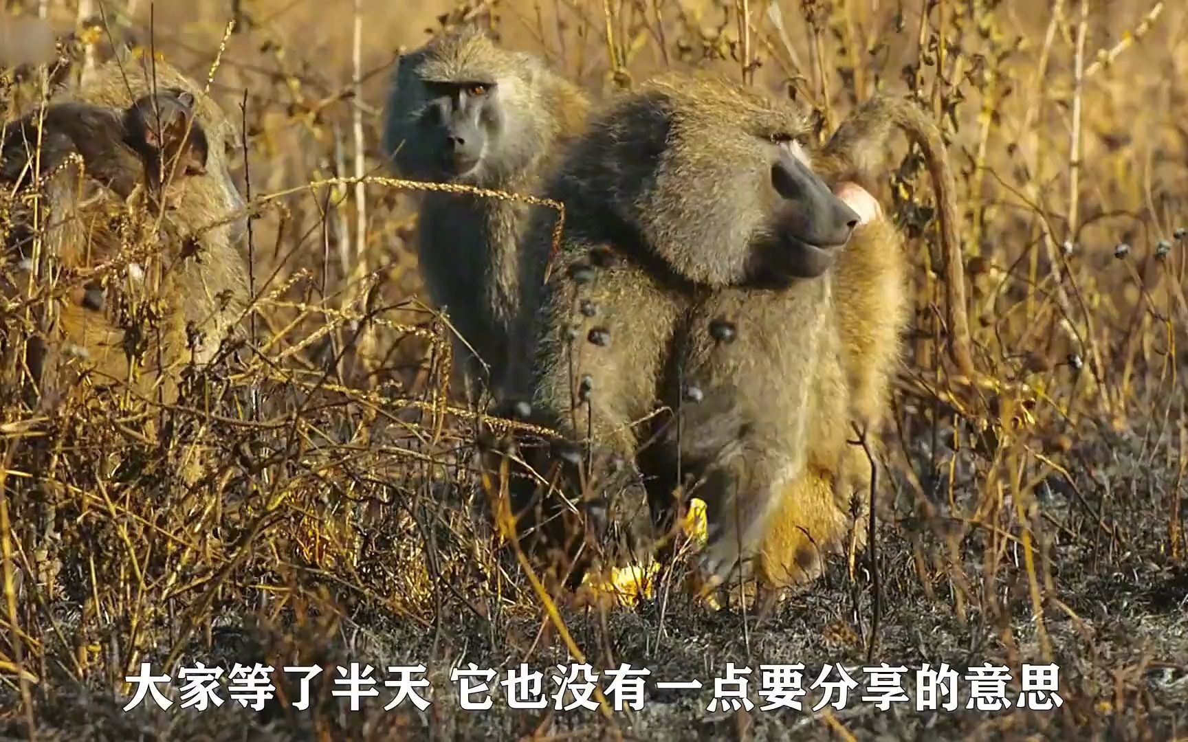 森林遭遇火災,動物流離失所,飢餓狒狒意外撿到被烤熟的鴕鳥蛋!