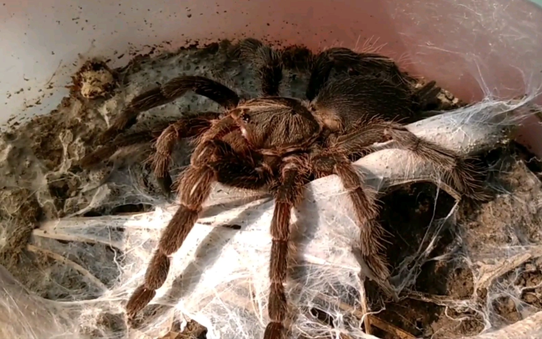 印度小哥在西孟加拉邦野采的捕鸟蛛缨毛蛛属的本地捕鸟蛛养起来就是