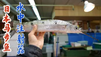 日本厨师分割北海道八角鱼 快刀切片做高级刺身 哔哩哔哩 Bilibili
