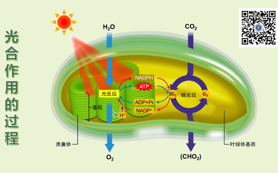 [图]微视频《光合作用的过程》