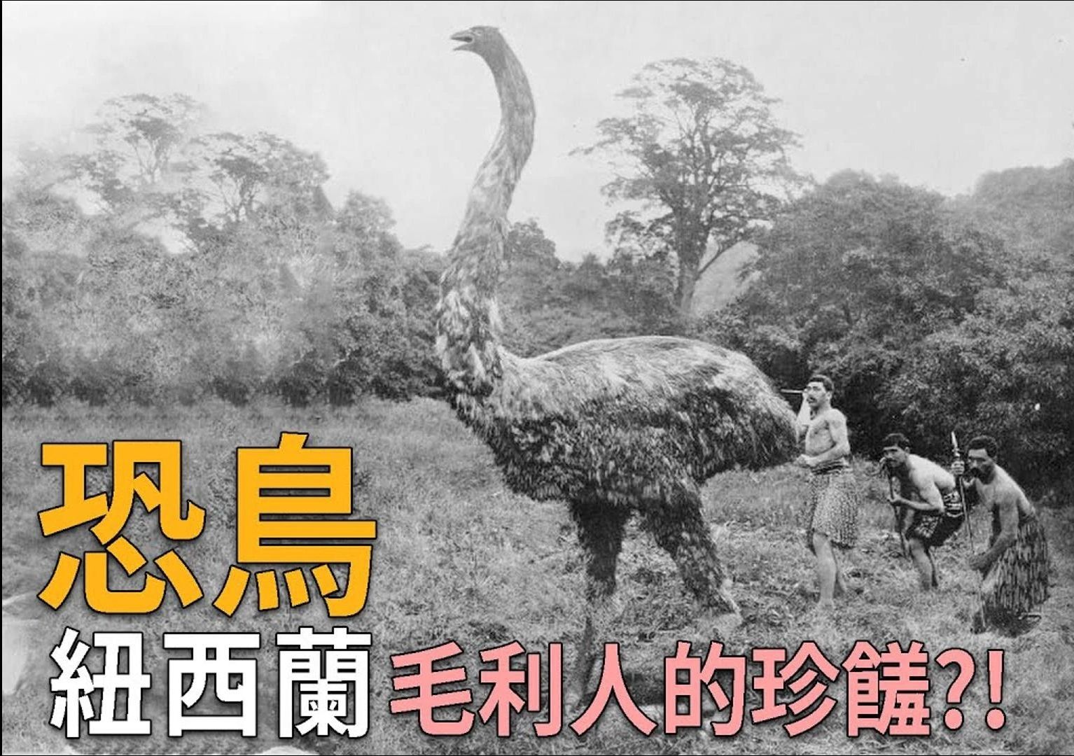 恐鸟Moa曾经存在于纽西兰世界上最高的鸟类,仅仅只过200年就灭绝,据说是世界上顶级珍馐.哔哩哔哩bilibili