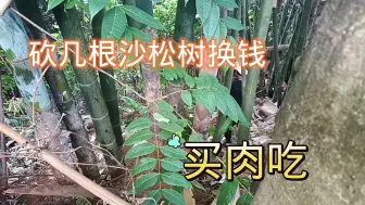 Video herunterladen: 沙松树80块一根，砍几根换钱买肉吃！