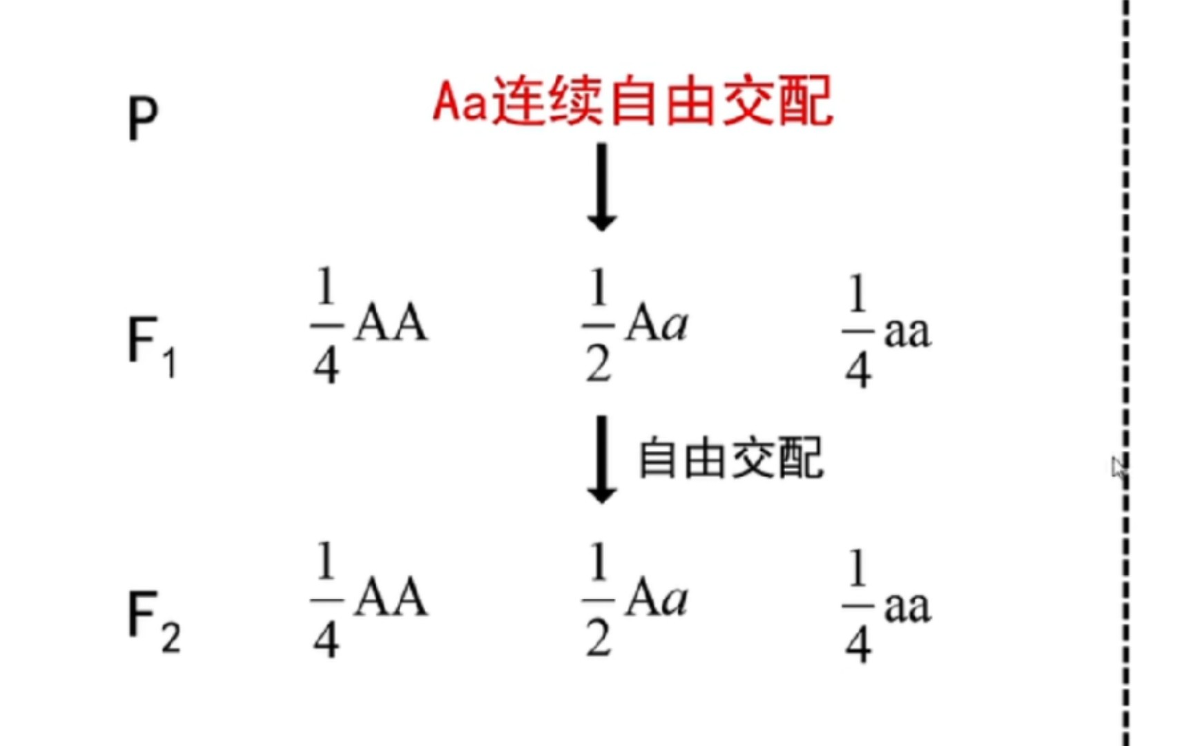 关于Aa连续自由交配哔哩哔哩bilibili