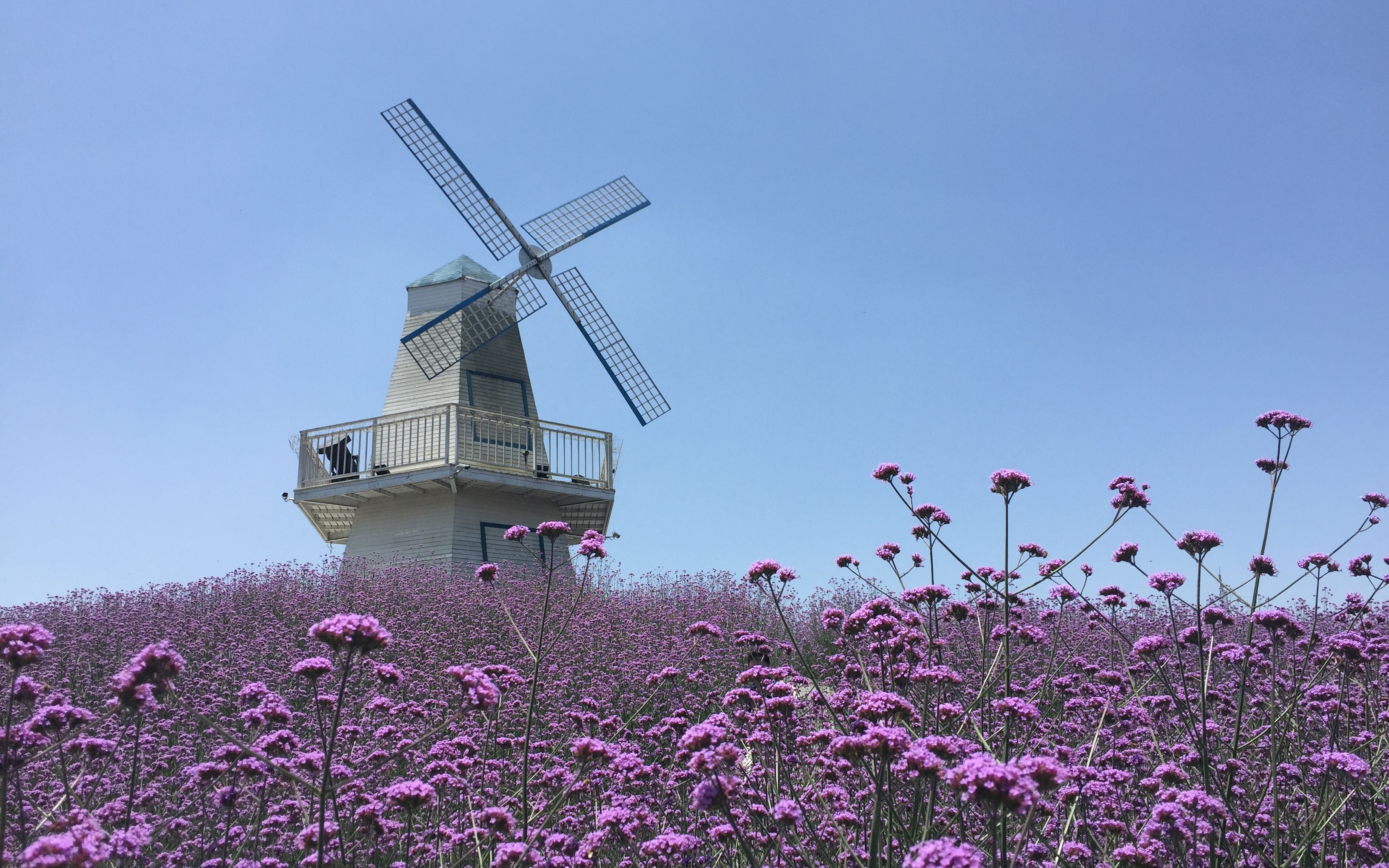 【周末出游】风车和花海 假装在欧洲_哔哩哔哩 (゜-゜)つロ 干杯