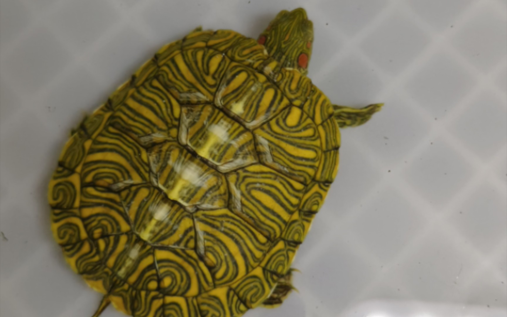 开箱一只45块的格兰德