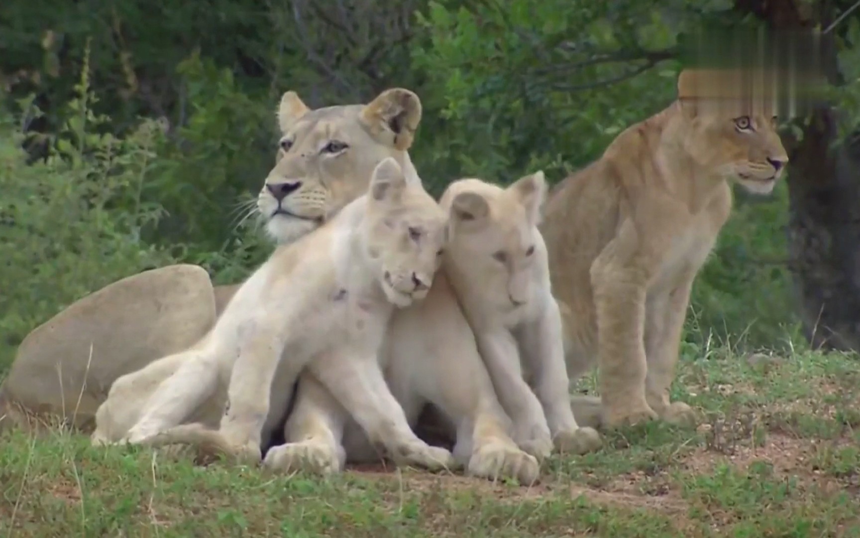狮子纪录片白狮历险记野地里的白狮全两集国语中文