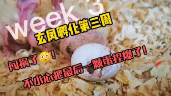 Download Video: 【玄凤孵化日记】不小心把蛋捏碎了～week3