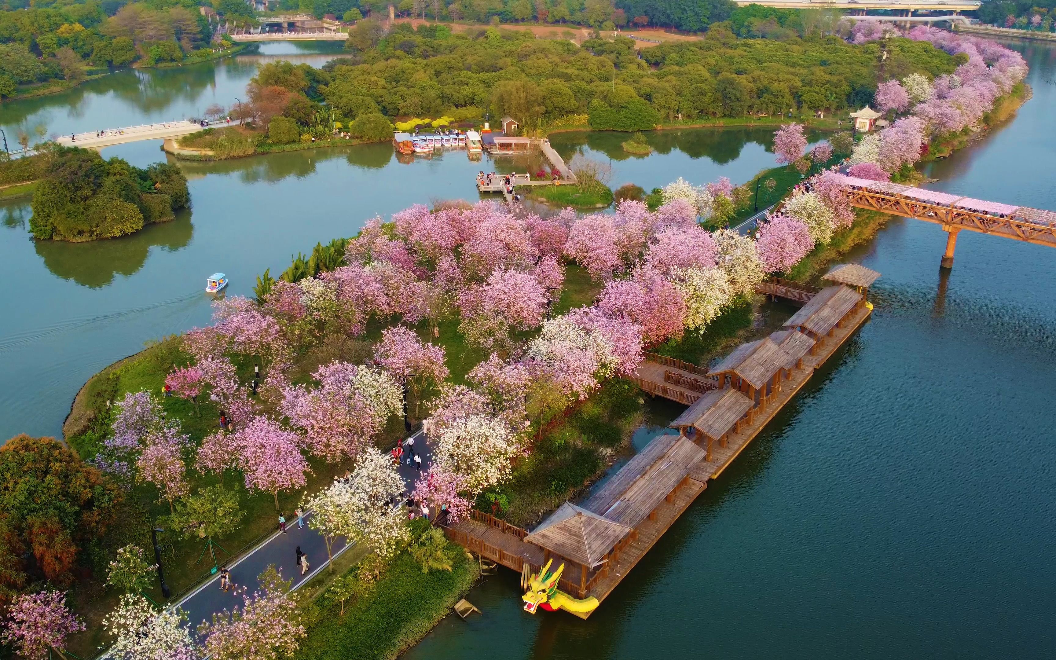 海珠湿地公园紫荆花已开