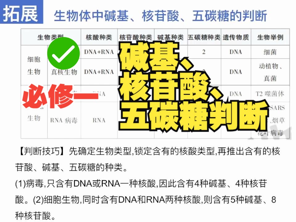 必修一7生物体中碱基、核苷酸、五碳糖的判断哔哩哔哩bilibili