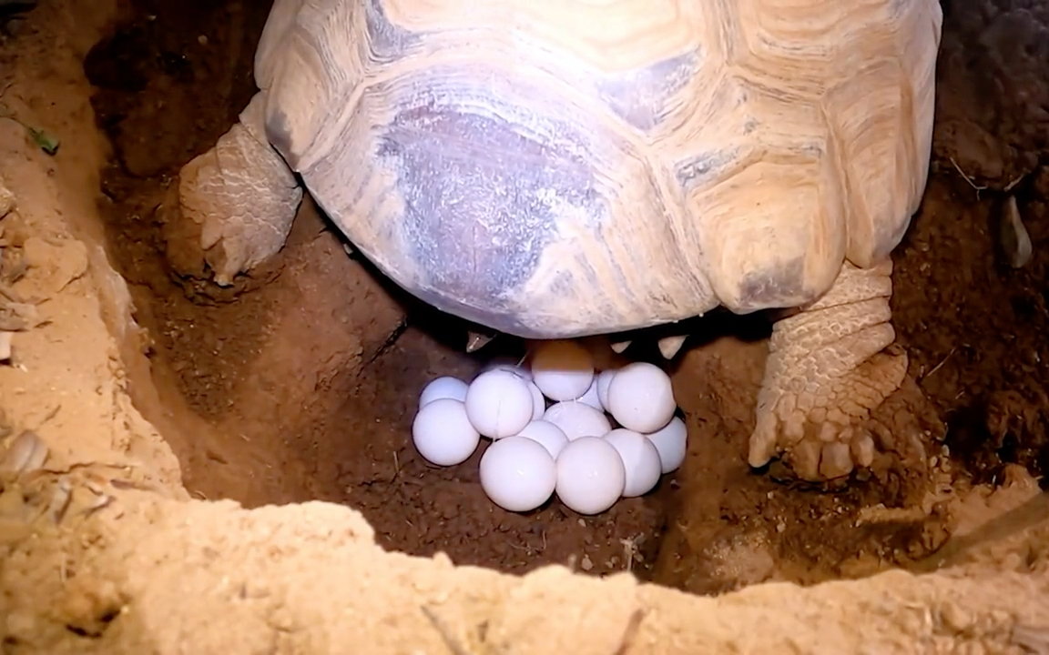 你见过乌龟下蛋吗?一次生21个蛋,过程十分解压.