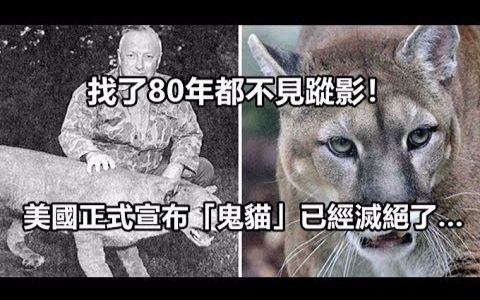 找了80年都不见踪影!美国正式宣布「鬼猫」已经灭绝了…哔哩哔哩bilibili