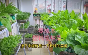 下载视频: 我再也不用高价买花盆了，塑料瓶种菜比种植箱还要好一点也不差