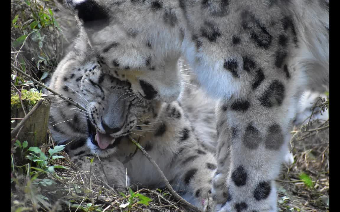 多摩动物园 慵懒的雪豹 pt.21