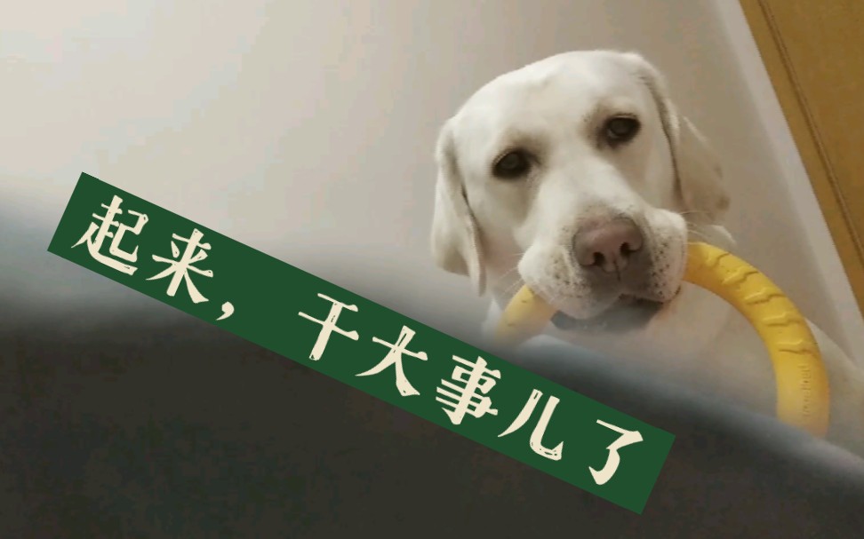 【拉布拉多王维】干一件大事儿,还是睡一个大觉?