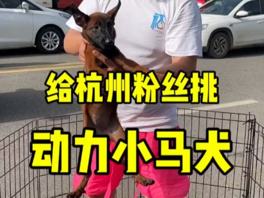 给杭州粉丝淘只高动力马犬哔哩哔哩bilibili