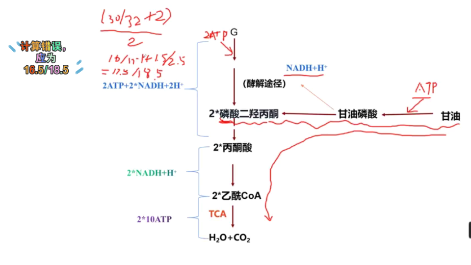 1分子甘油彻底氧化生成多少能量哔哩哔哩bilibili