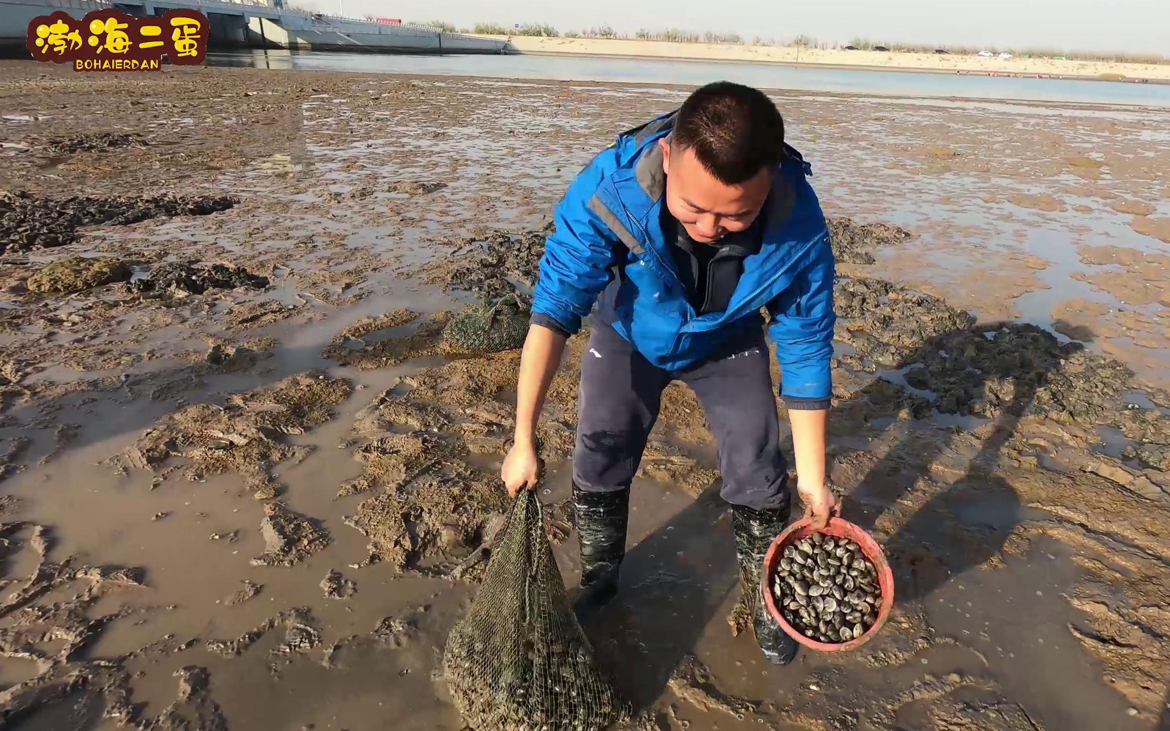 二蛋赶海发现铁蛤蜊矿,一耙子下去都是蛤蜊,自己偷偷都带走