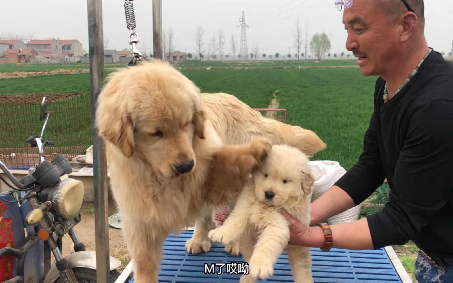 [图]最通人性的双血统金毛，护住孩子不让卖，强大的基因长大肯定聪明