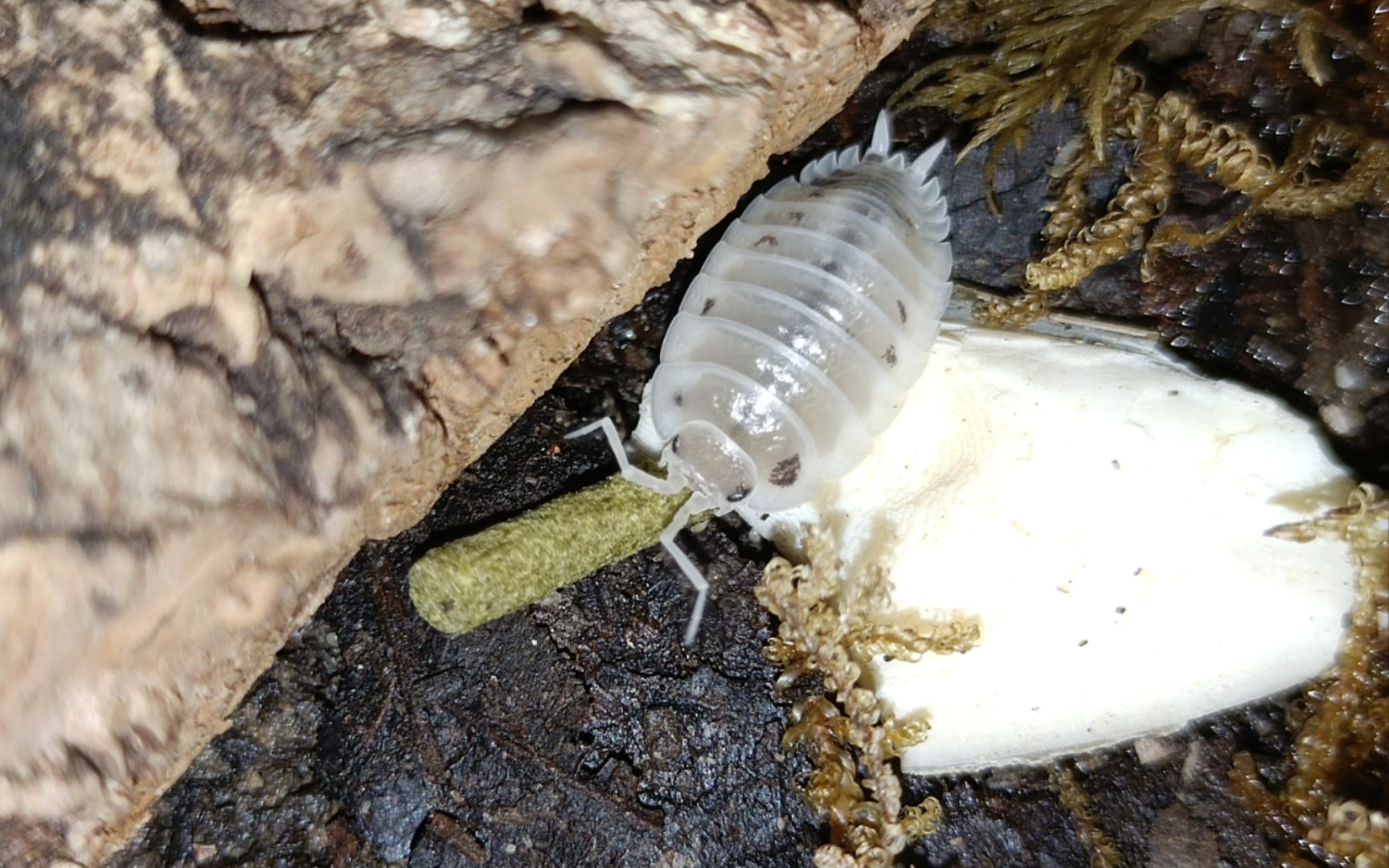 你见过鼠妇吃东西吗?_哔哩哔哩_bilibili