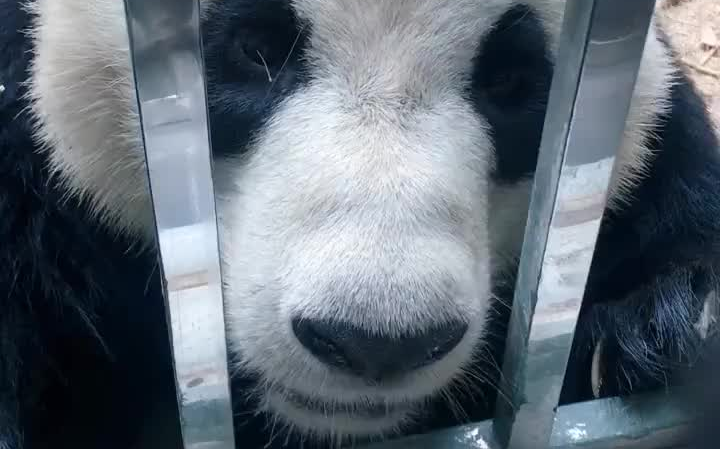 聪聪熊又把好吃的藏起来了._哔哩哔哩 (゜-゜)つロ 干杯~-bilibili