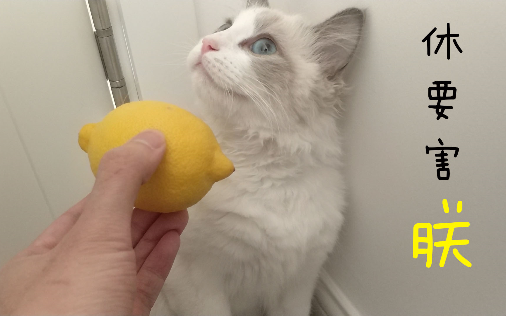 【大型猫片】四猫与柠檬