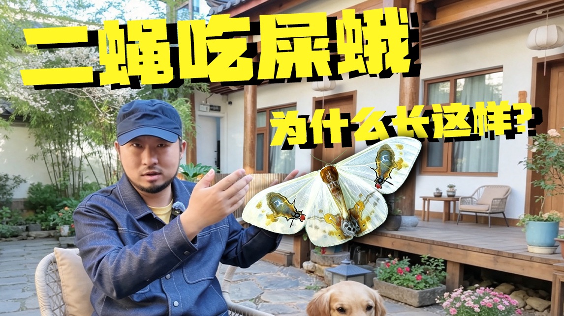 亮记闲谈-“二蝇吃屎蛾”为什么长这样？法布尔为什么不认可进化论？