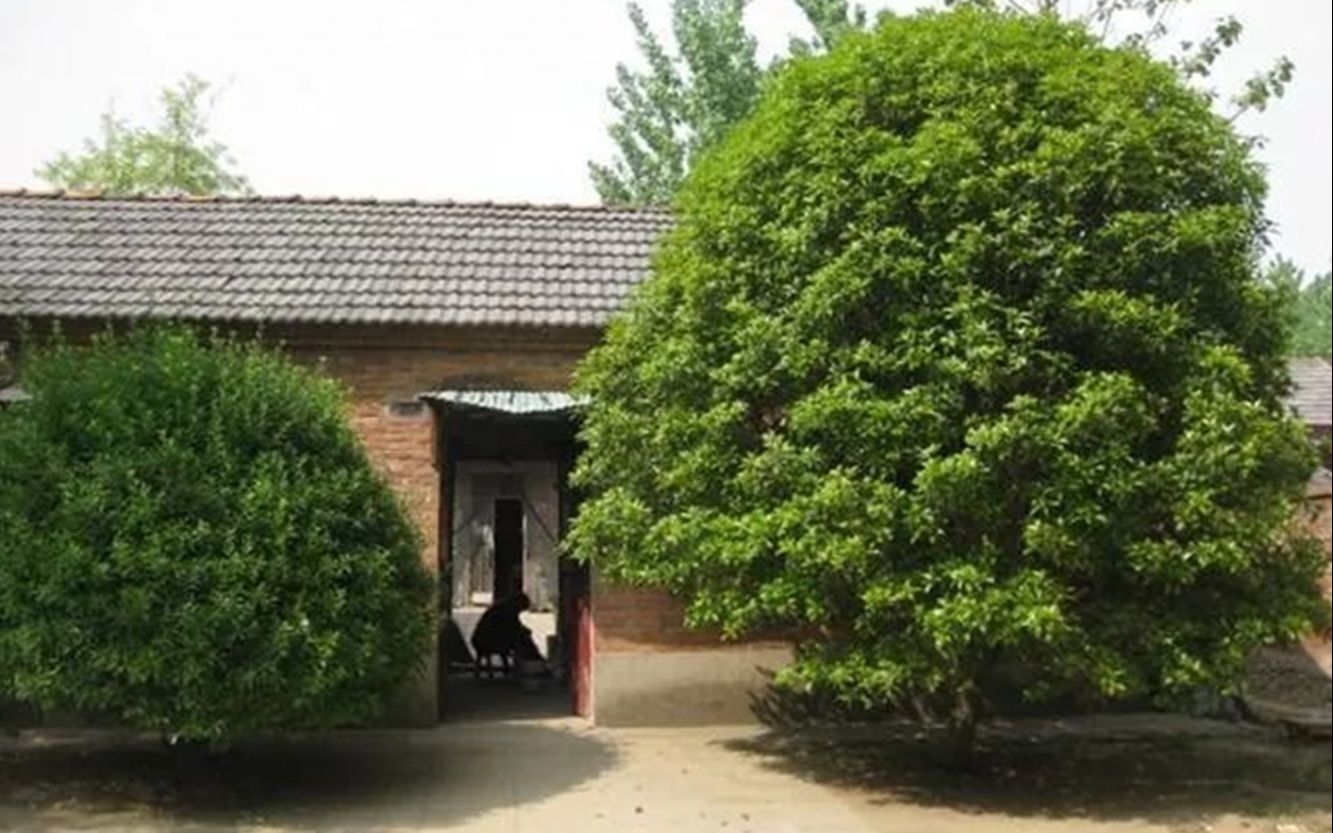 "树夹屋,堂夹房,不败也得亡"有道理吗?盖房时应该注意什么?