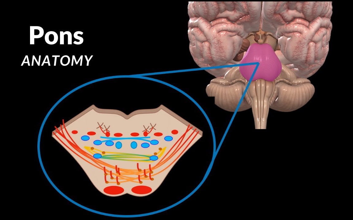 脑桥外部和内部结构(白质&灰质)哔哩哔哩bilibili