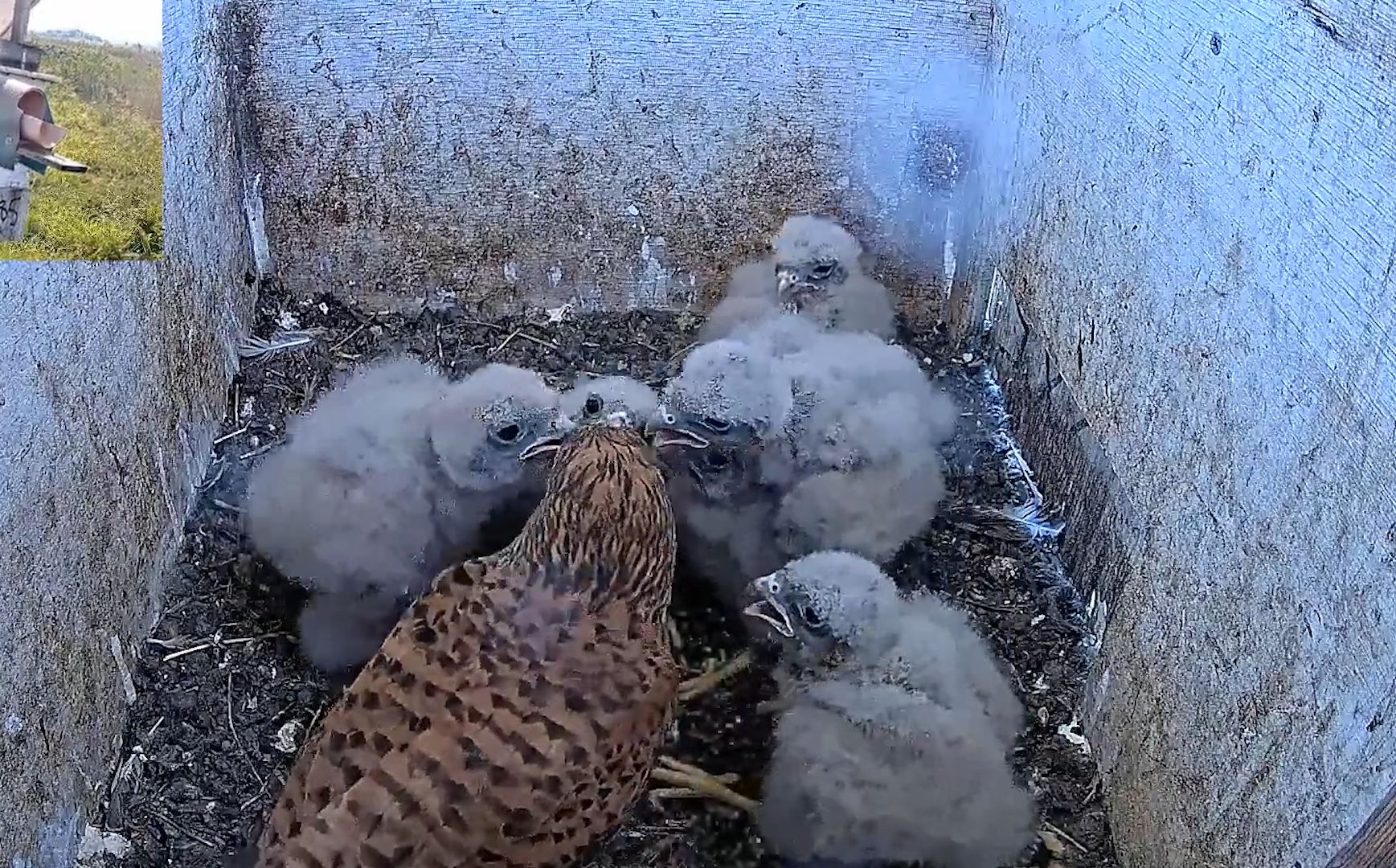 红隼妈妈捕来虫子喂给六只幼鸟