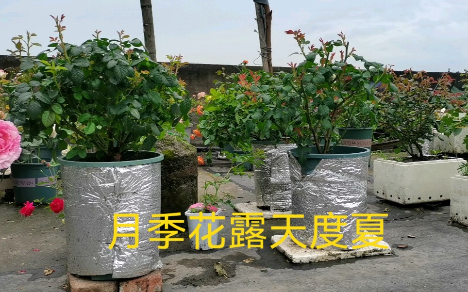 做好这些工作月季花就能在露天安全度夏不收盆哔哩哔哩bilibili