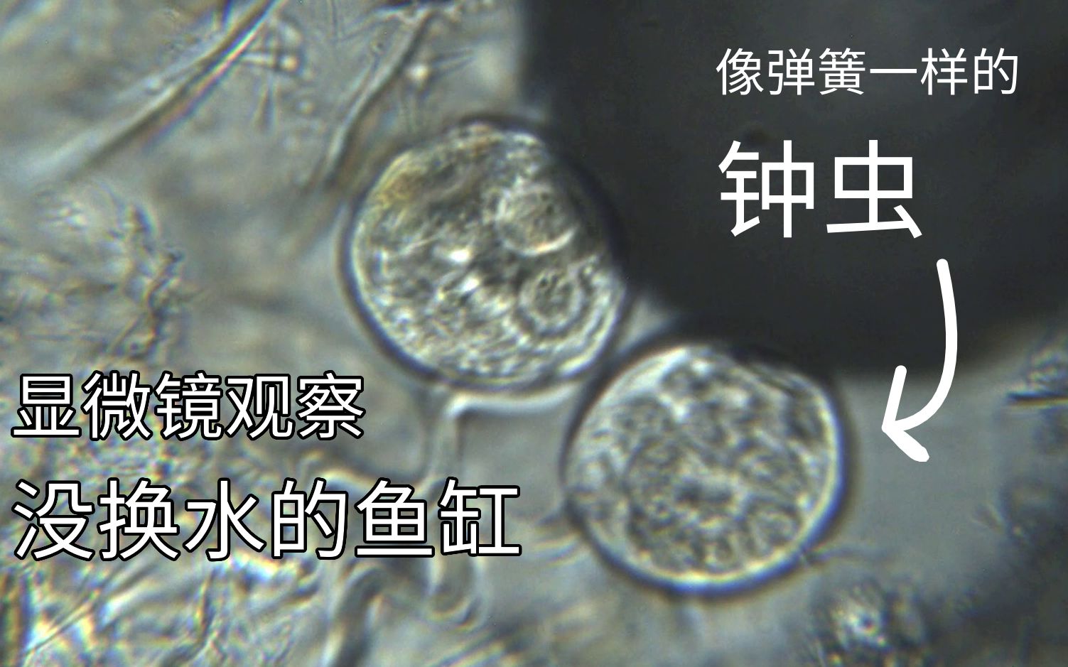 没换水的鱼缸里有多少漂亮的微生物?取一滴水用显微镜看一下