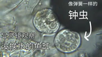 显微镜观察一滴脏水中有多少微生物 柚子木字幕组 哔哩哔哩 Bilibili