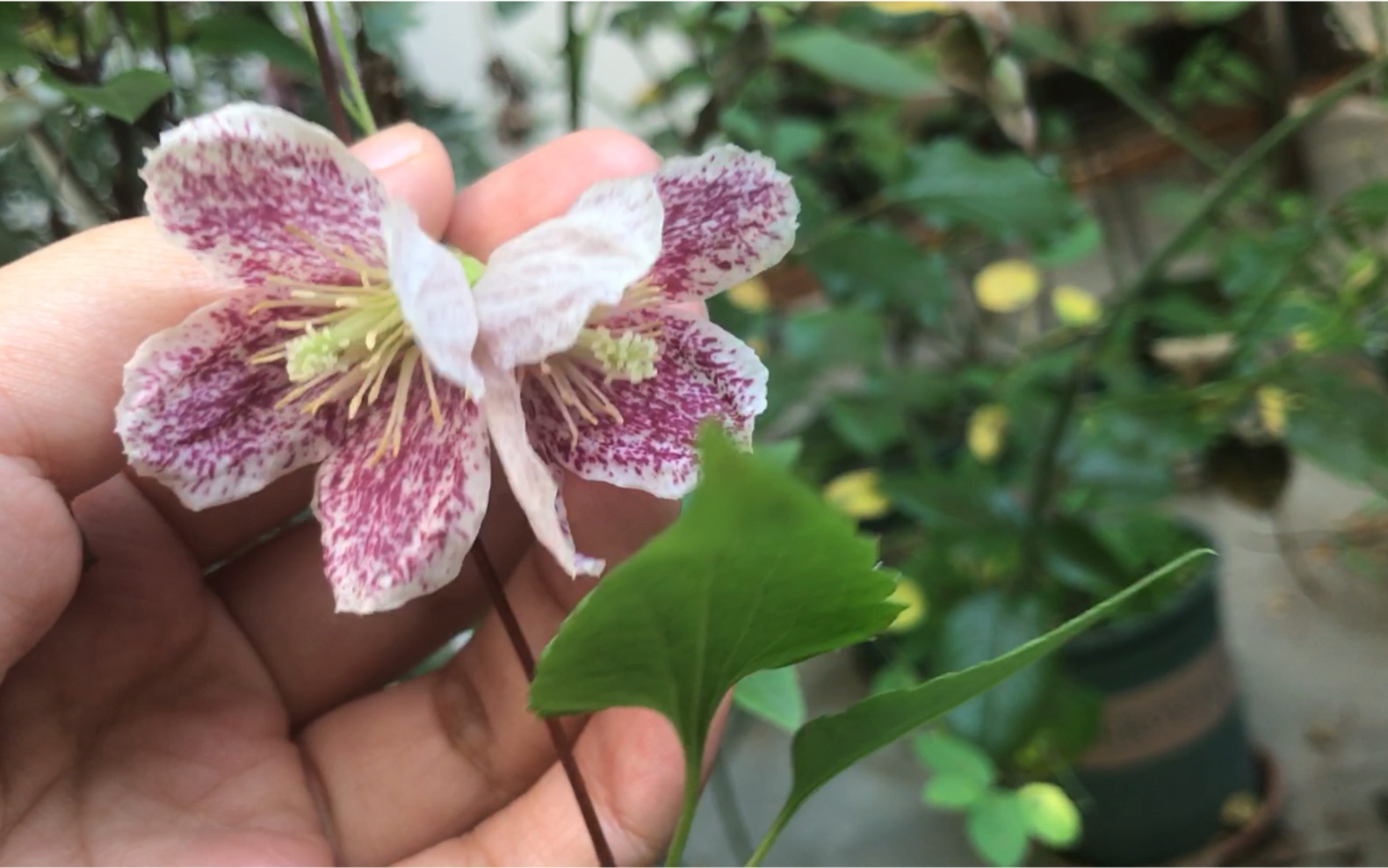 卷须铁线莲 雀斑