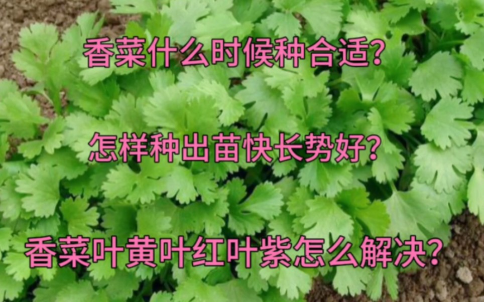 香菜什么时候种合适?怎样种出苗快?香菜叶黄叶红叶紫怎么解决?哔哩哔哩bilibili